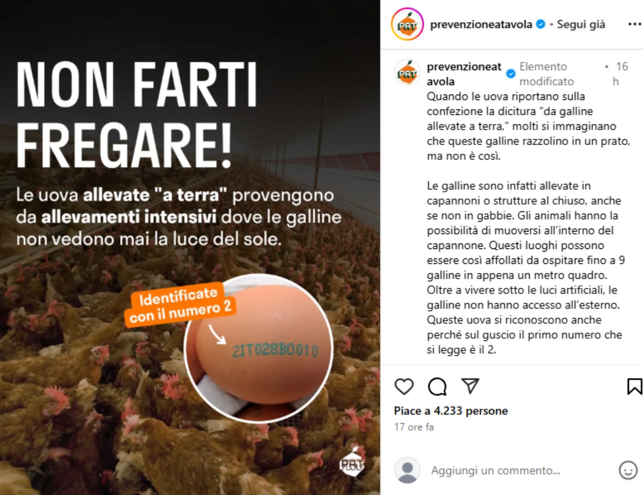 Uova allevate a terra