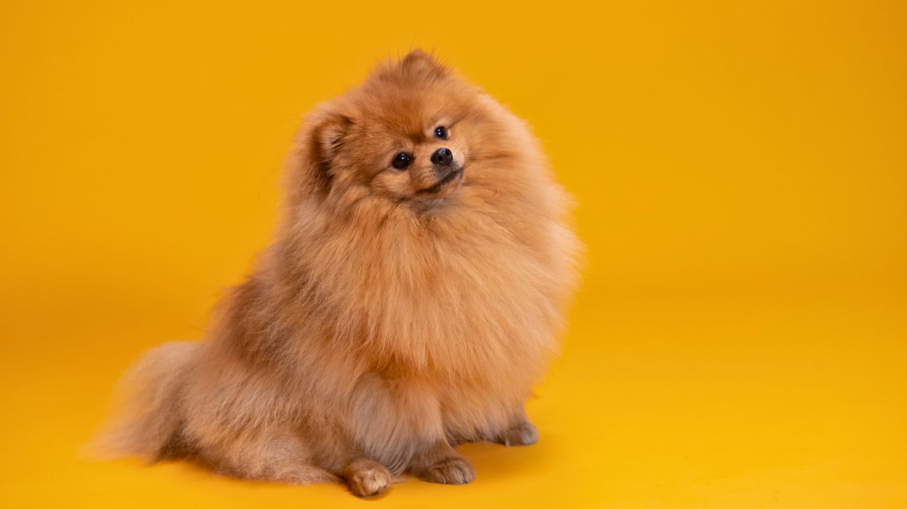 Anche i cani soffrono il cambio di stagione: come farli stare bene 