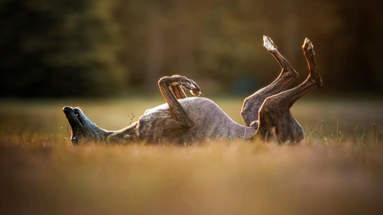 Proteggi il tuo cane dai forasacchi con l’arrivo della primavera