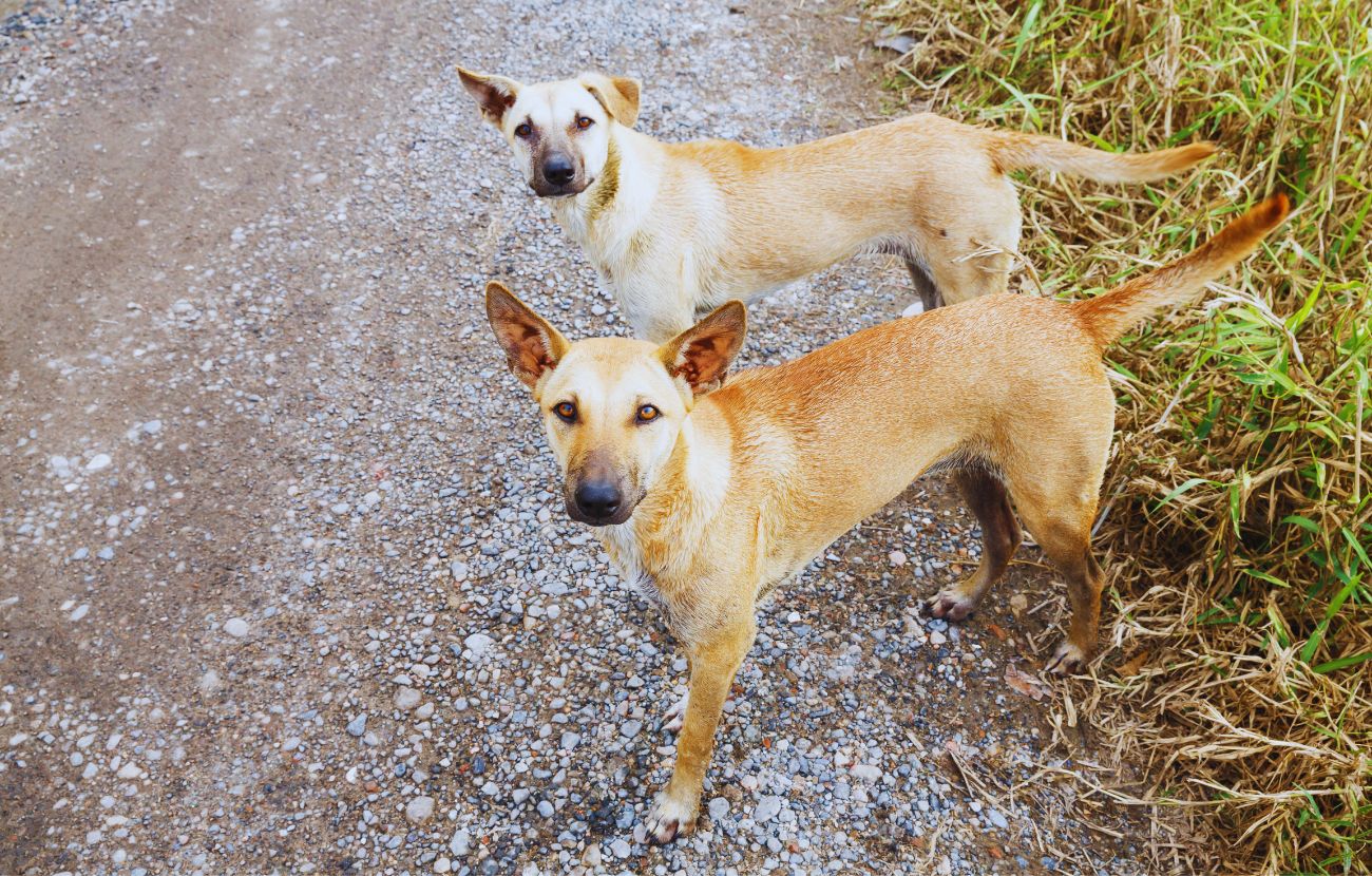 Un cane randagio potrebbe seguirti perché in passato è stato trattato bene da uno sconosciuto e spera che succeda di nuovo
