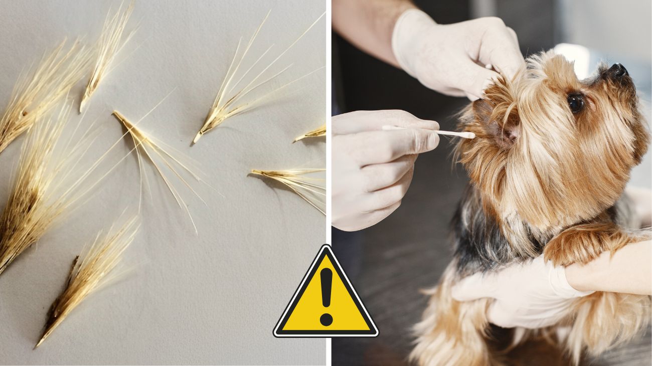 Proteggi il tuo cane dai forasacchi con l’arrivo della primavera