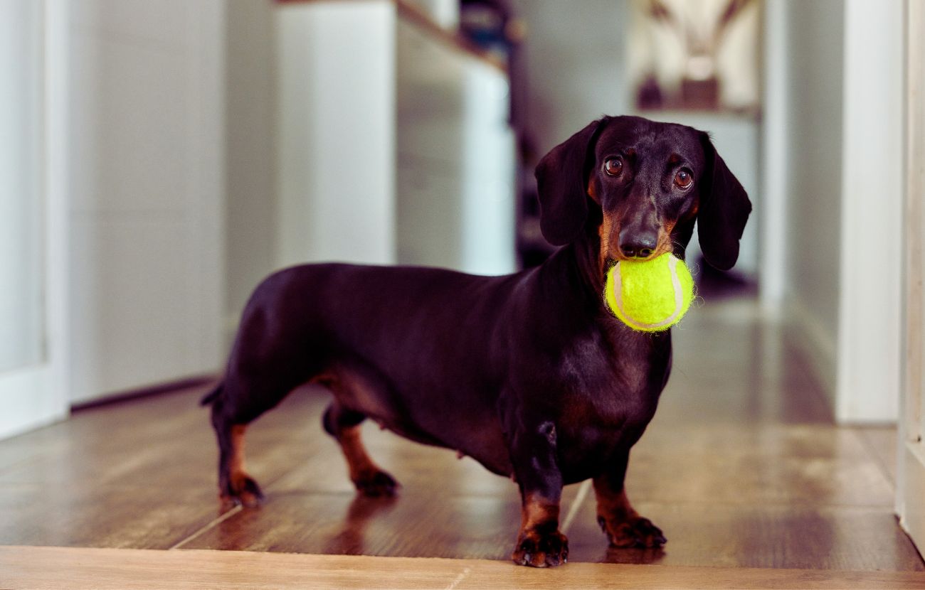La stimolazione mentale è di fondamentale importanza per mantenere un cane felice e in salute.