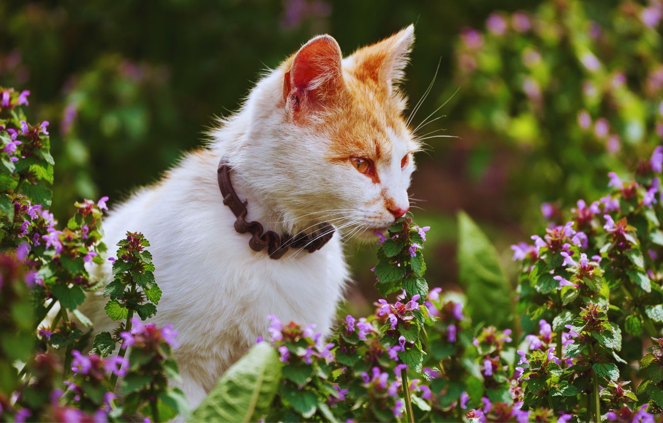 I gatti non amano alcuni odori che per gli umani sono piacevoli