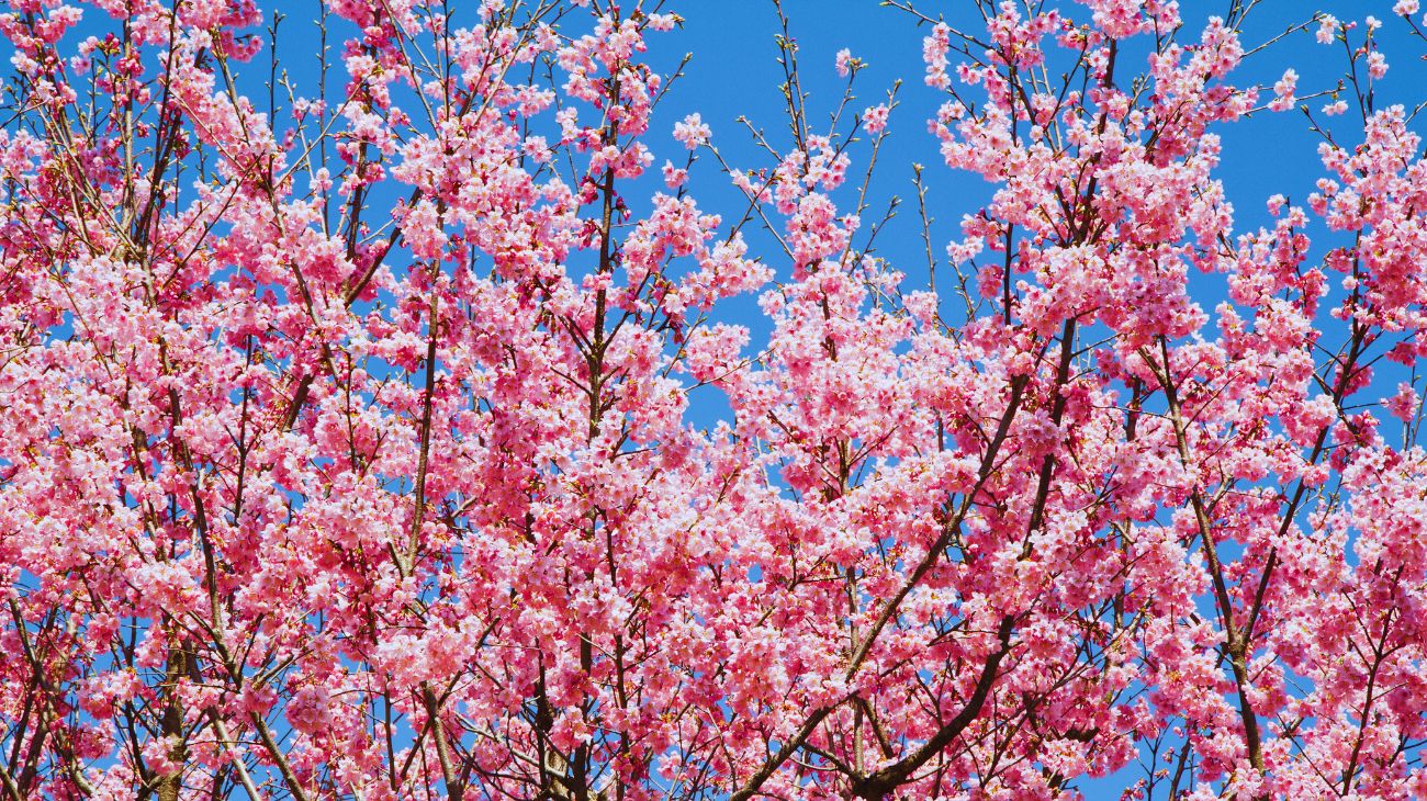 I peschi in Fiore a Murcia, Spagna.