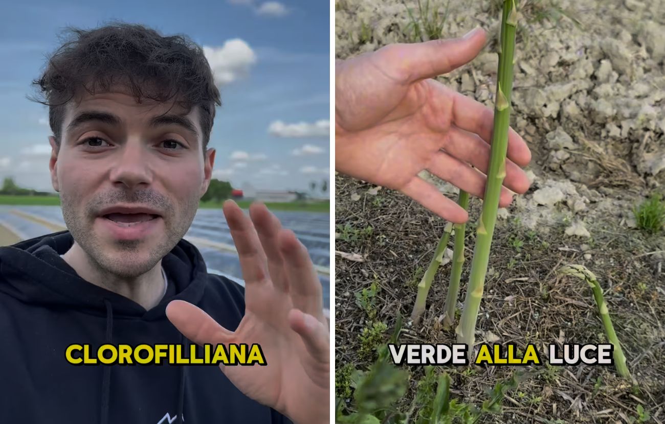 Gli asparagi verdi sono tali grazie alla fotosintesi clorofilliana: l'esposizione al sole altera il colore, il gusto e (in minima parte) le proprietà nutrizionali.