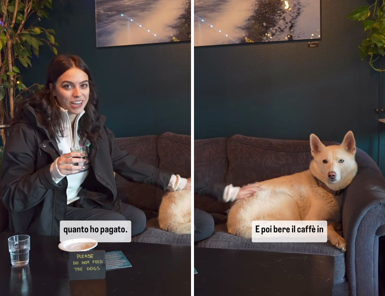 L'husky con cui Giulia ha condiviso il caffè alle Isole Svalbard.