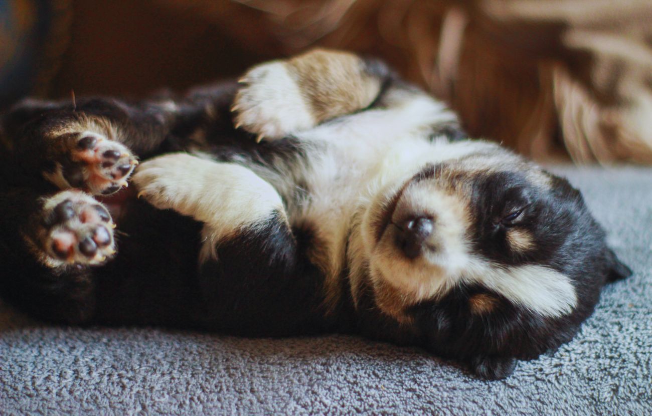 Un cane che dorme a pancia in su comunica di sentirsi perfettamente a proprio agio.