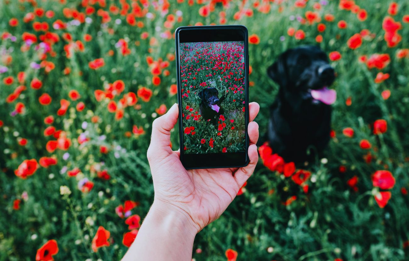 Sempre più persone mettono il proprio cane come immagine del profilo Whatsapp o come salvaschermo.
