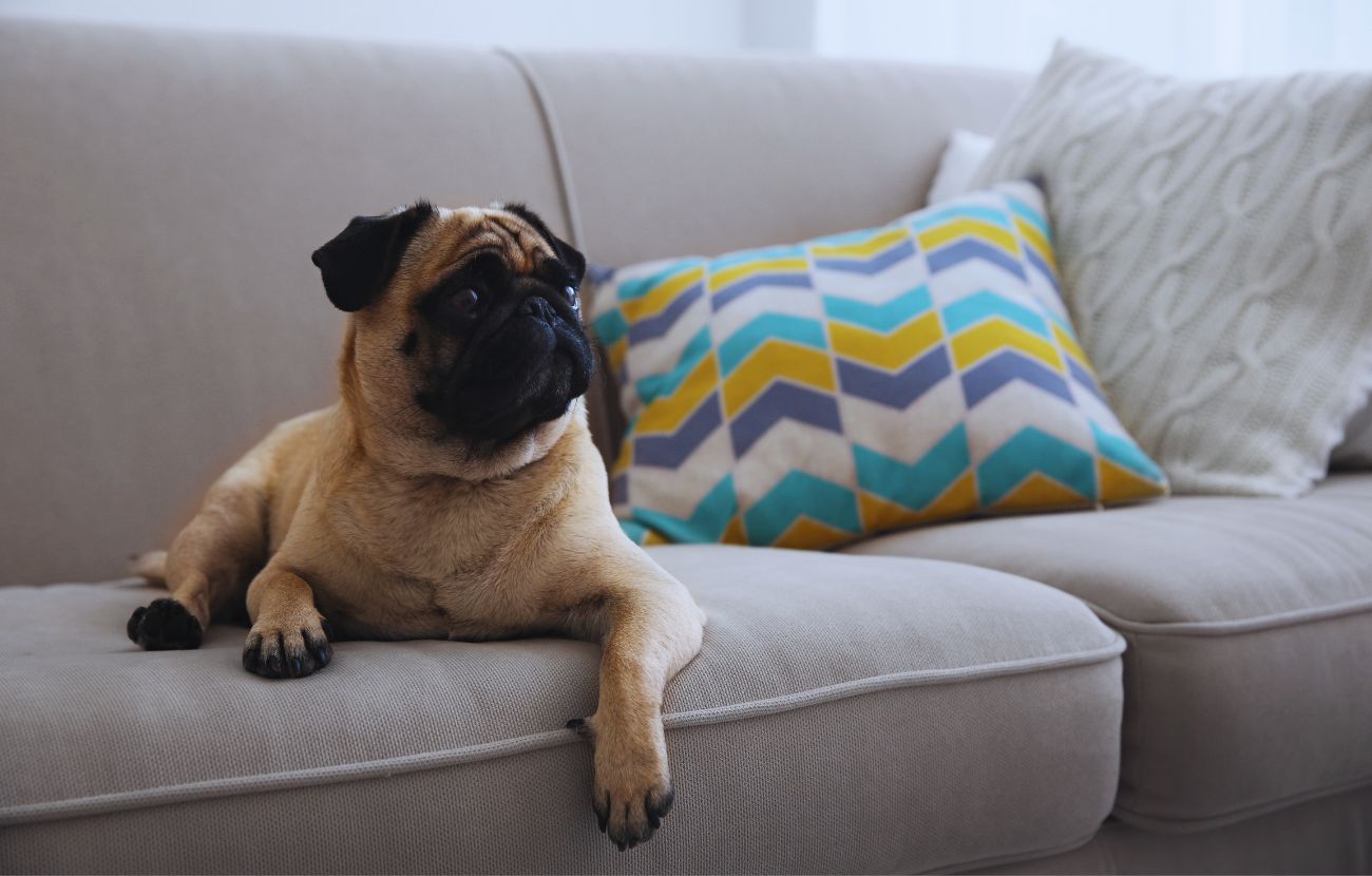 I cani "scavano" sul divano per imprimervi il proprio odore e dire "Questa è casa mia".