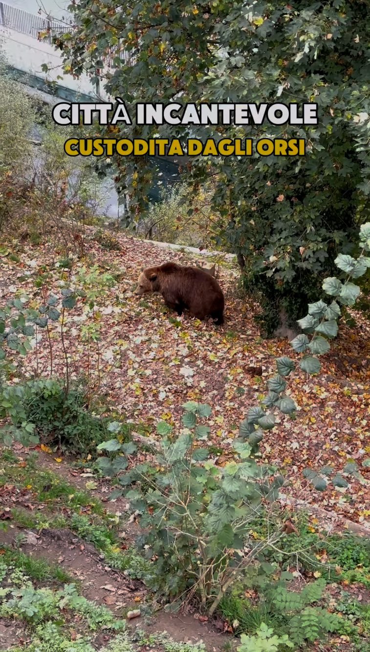 A Berna è possibile vedere orsi in cattività