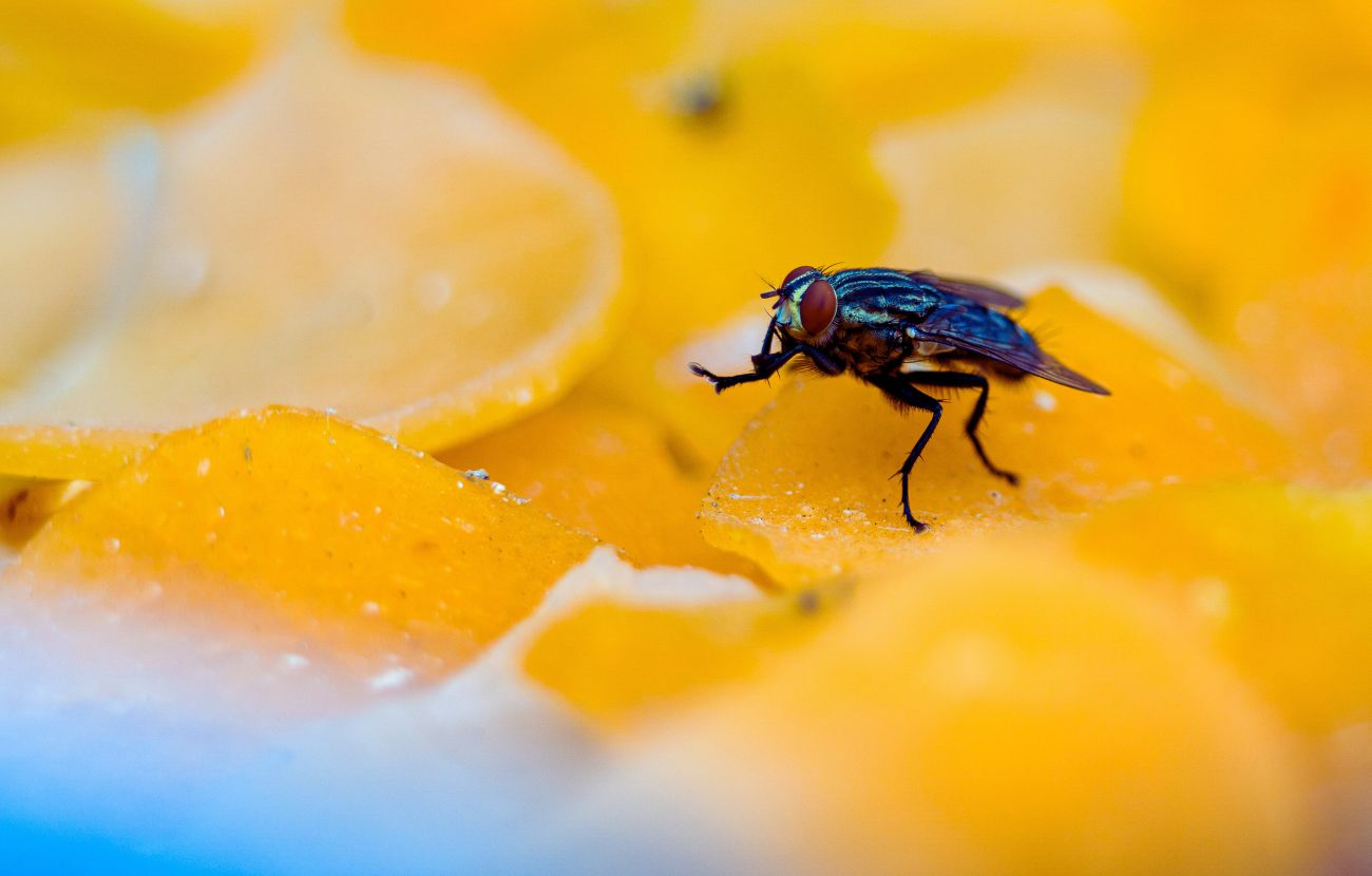 Una mosca che rimane ferma sul cibo per alcuni secondi può scatenare una serie di reazioni poco piacevoli