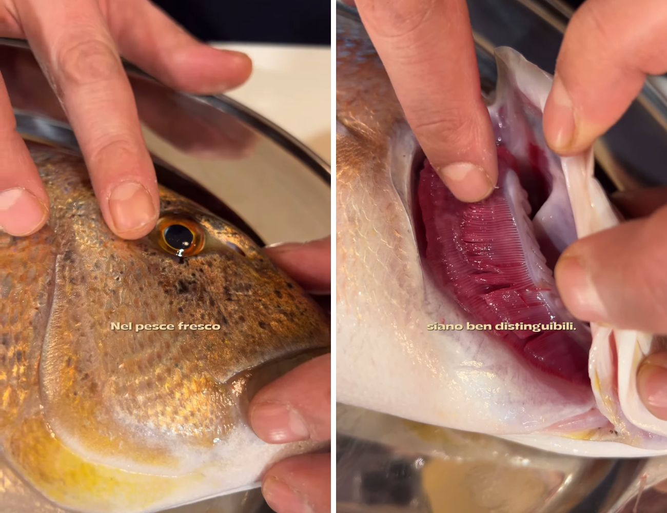 Oltre all'occhio convesso e non concavo, un pesce fresco ha le lamelle ben distinguibili.