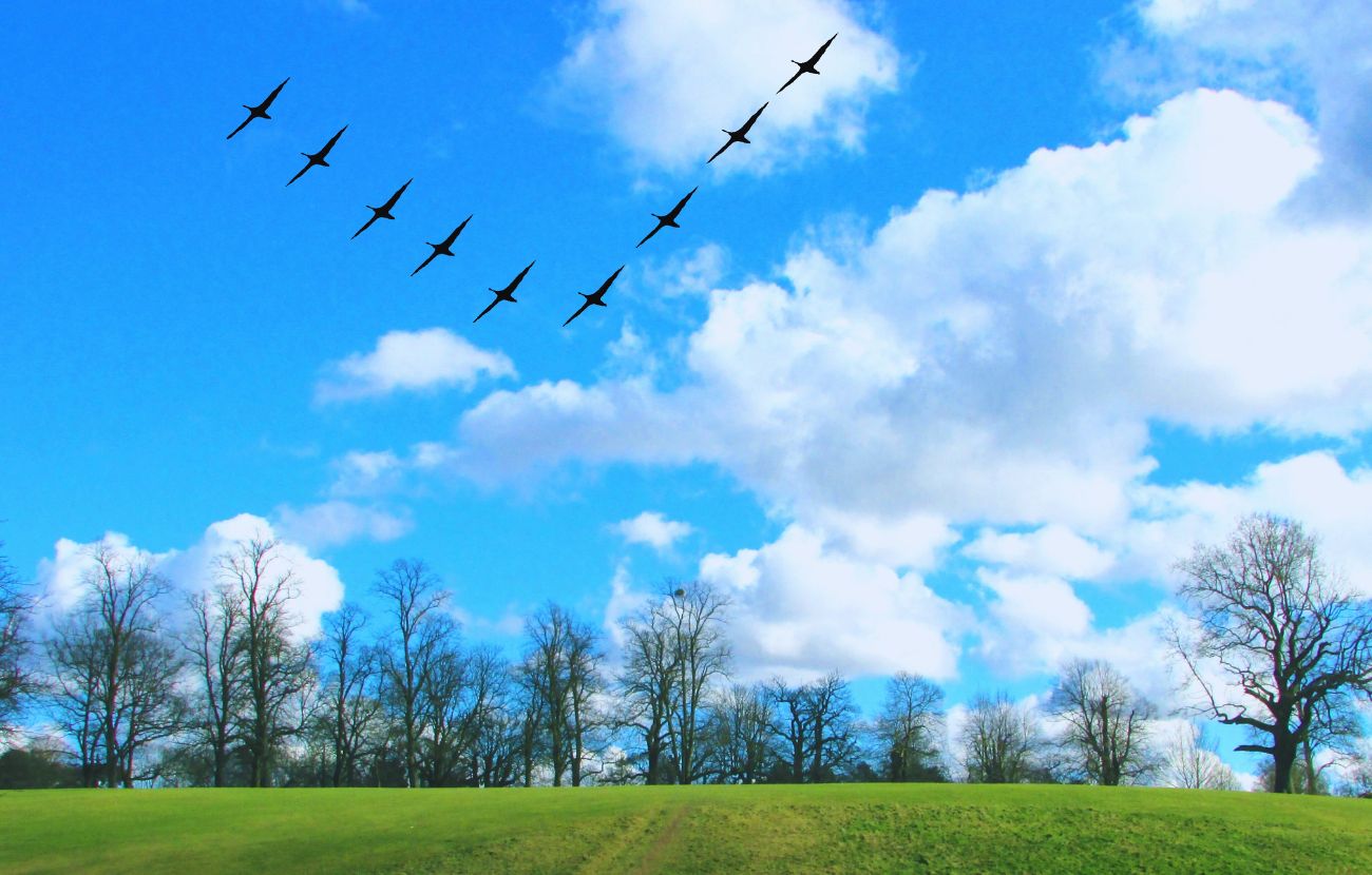 La classica formazione a forma di V degli uccelli.