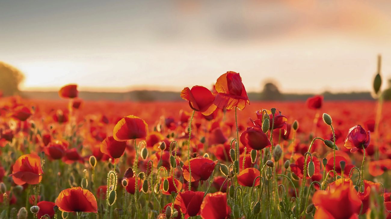 Papaveri, fiori di maggio