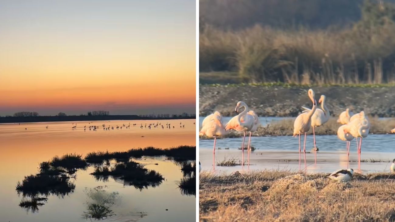 Profilo Acchiappamappa, Emilia Romagna