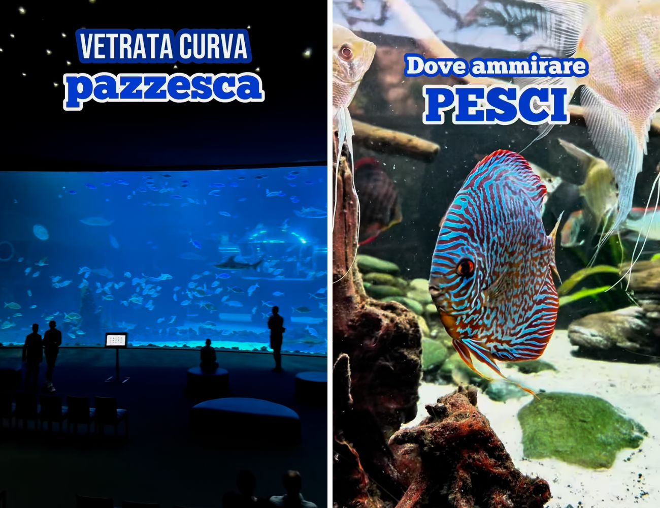 Alcuni scorci dell'Acquario spagnolo tanto affascinante quanto quello di Valencia.