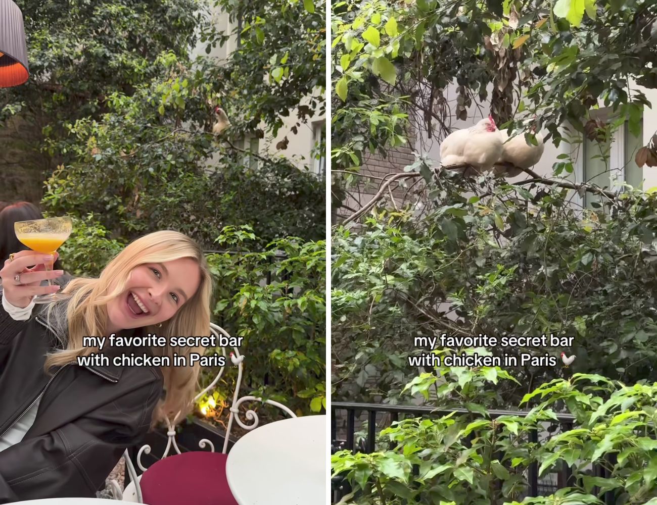 Alcune delle galline in questo bar di Parigi si rifugiano sugli alberi