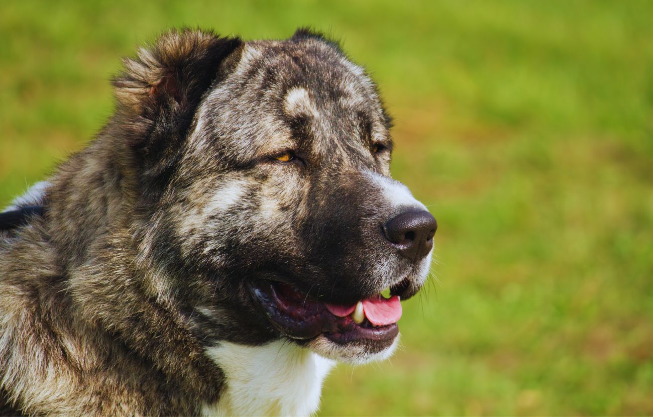 Il Pastore del Caucaso è uno dei cani meno longevi in assoluto: tristemente, vive poco più di 5 anni, in media.