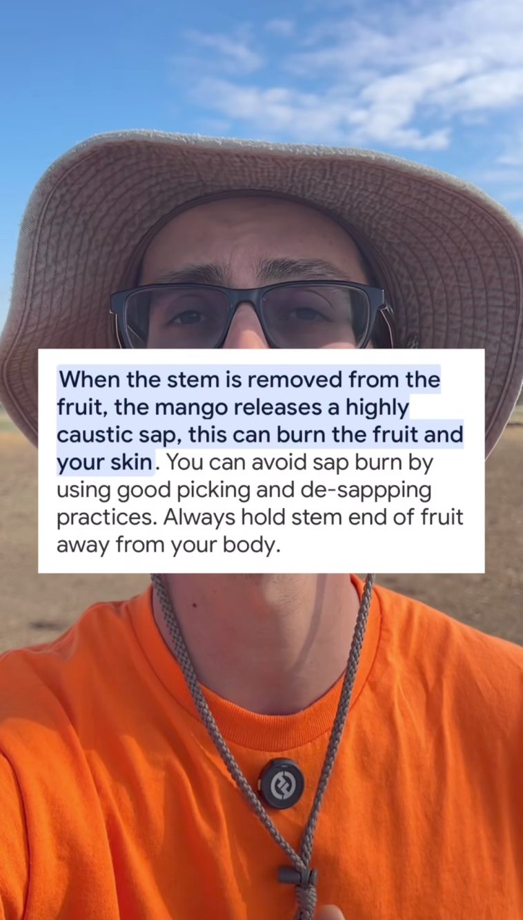 Le piante di mango possono causare irritazioni e per questo, secondo Luca, le farm dove si raccolgono questi frutti sono da evitare.