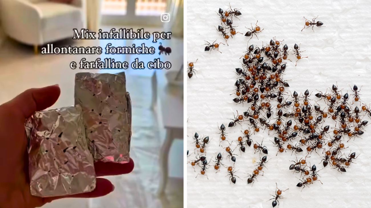 formiche in casa