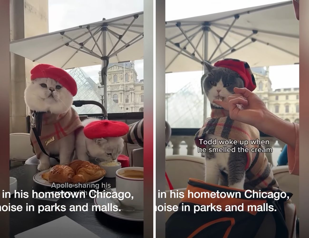 I gatti a Parigi. Credits: SWNS - youtube.com