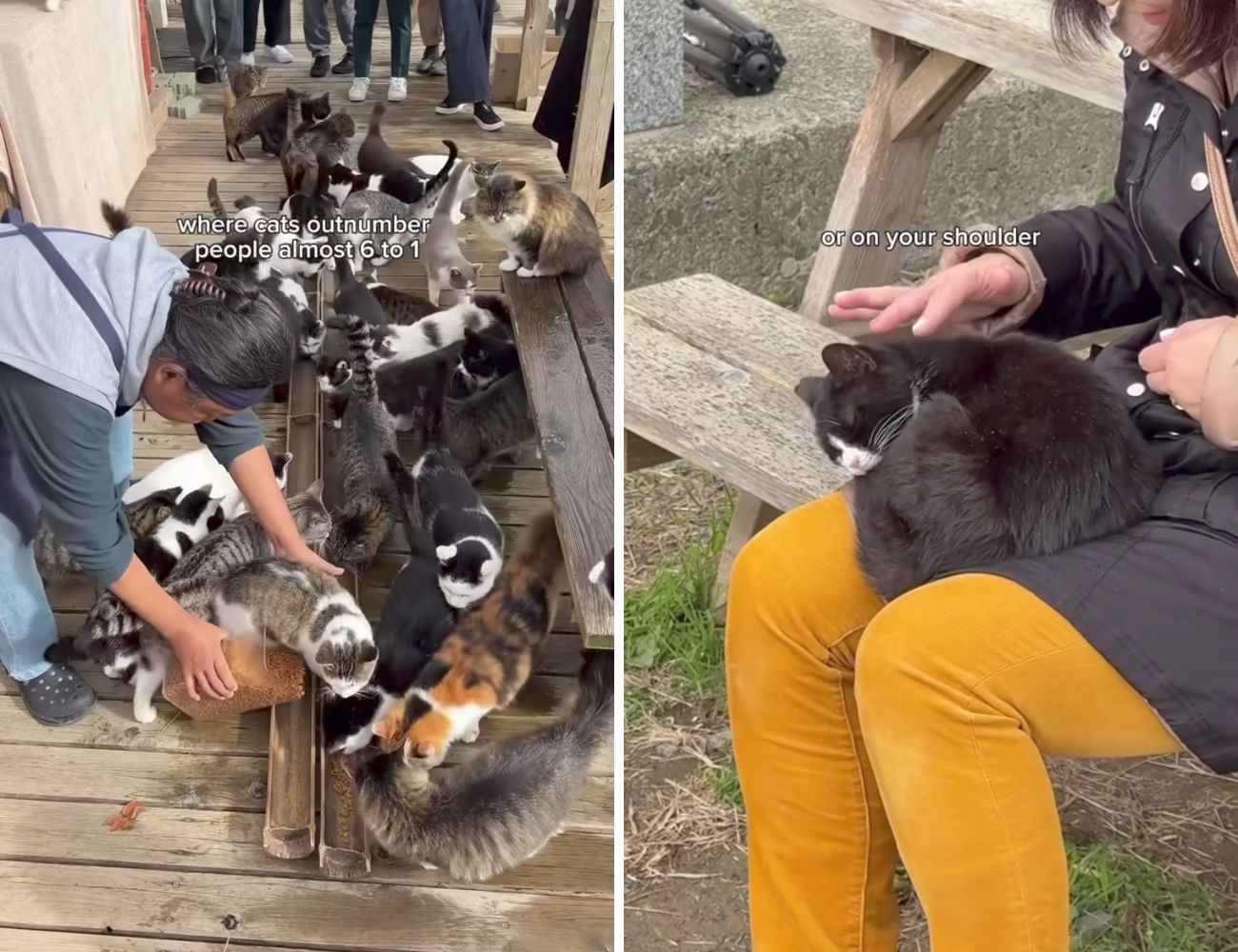 La content creator ha visitato una delle isole giapponesi dove vivono molti più gatti che esseri umani