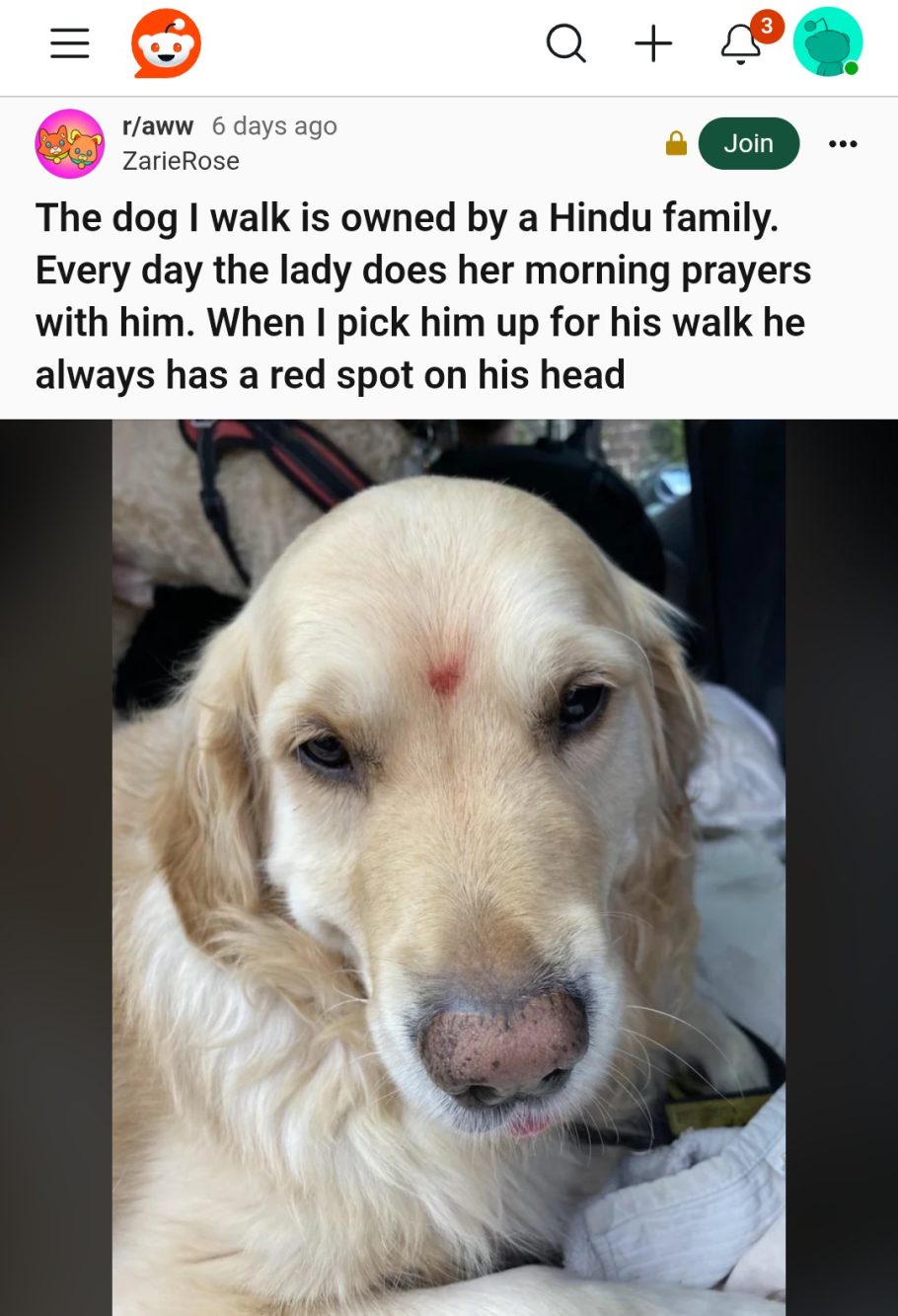 Il post originale che mostra il Golden Retriever con il puntino rosso in testa.