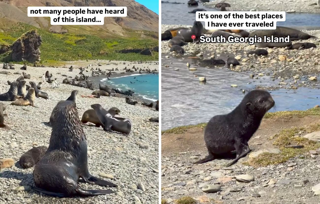 Sull'isola ci sono circa un milione di foche, pinguini e altri animali marini, che vivono liberi.
