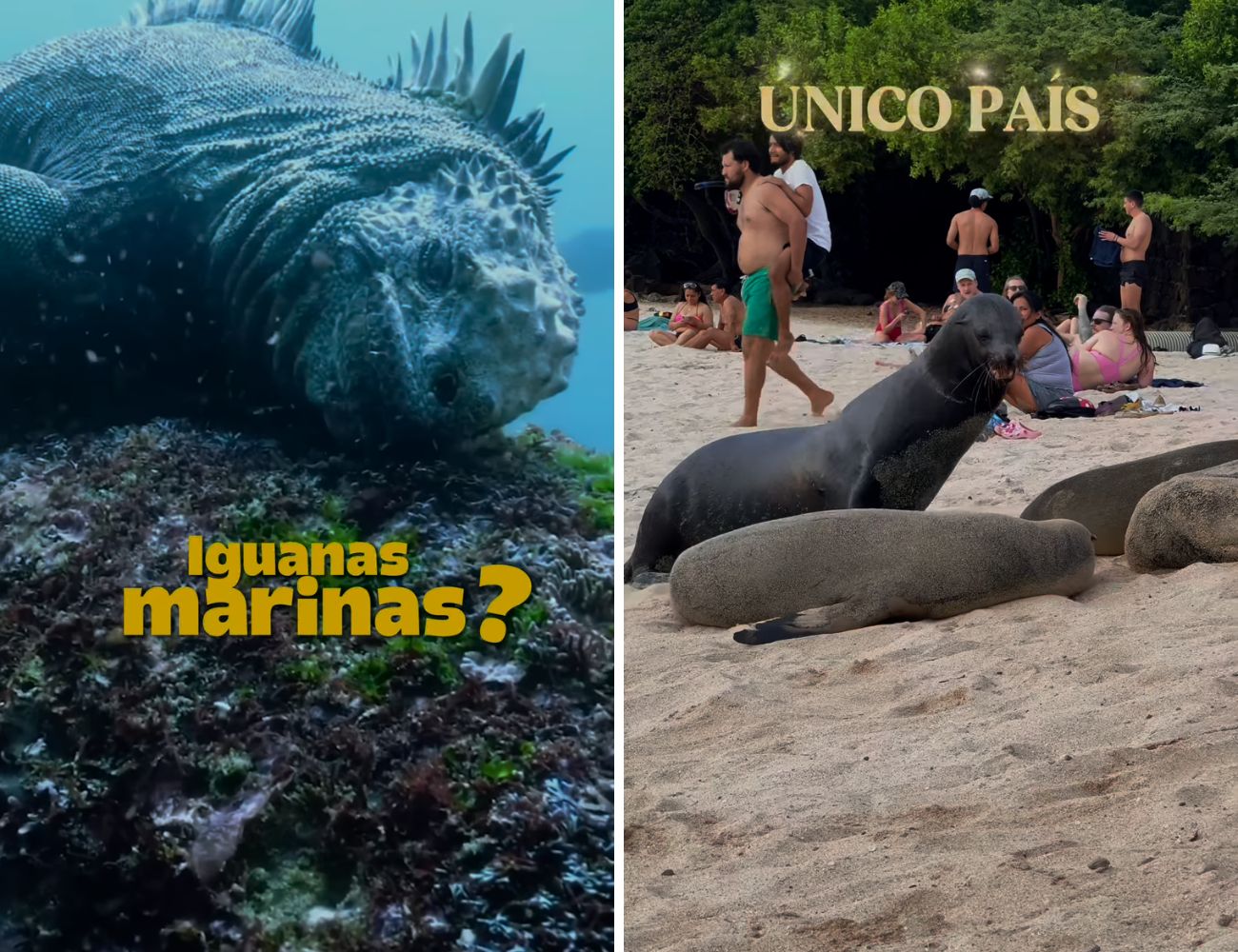 Alle Isole Galapagos (Ecuador) è possibile nuotare con le iguane marine e trovare le spiagge piene di leoni marini