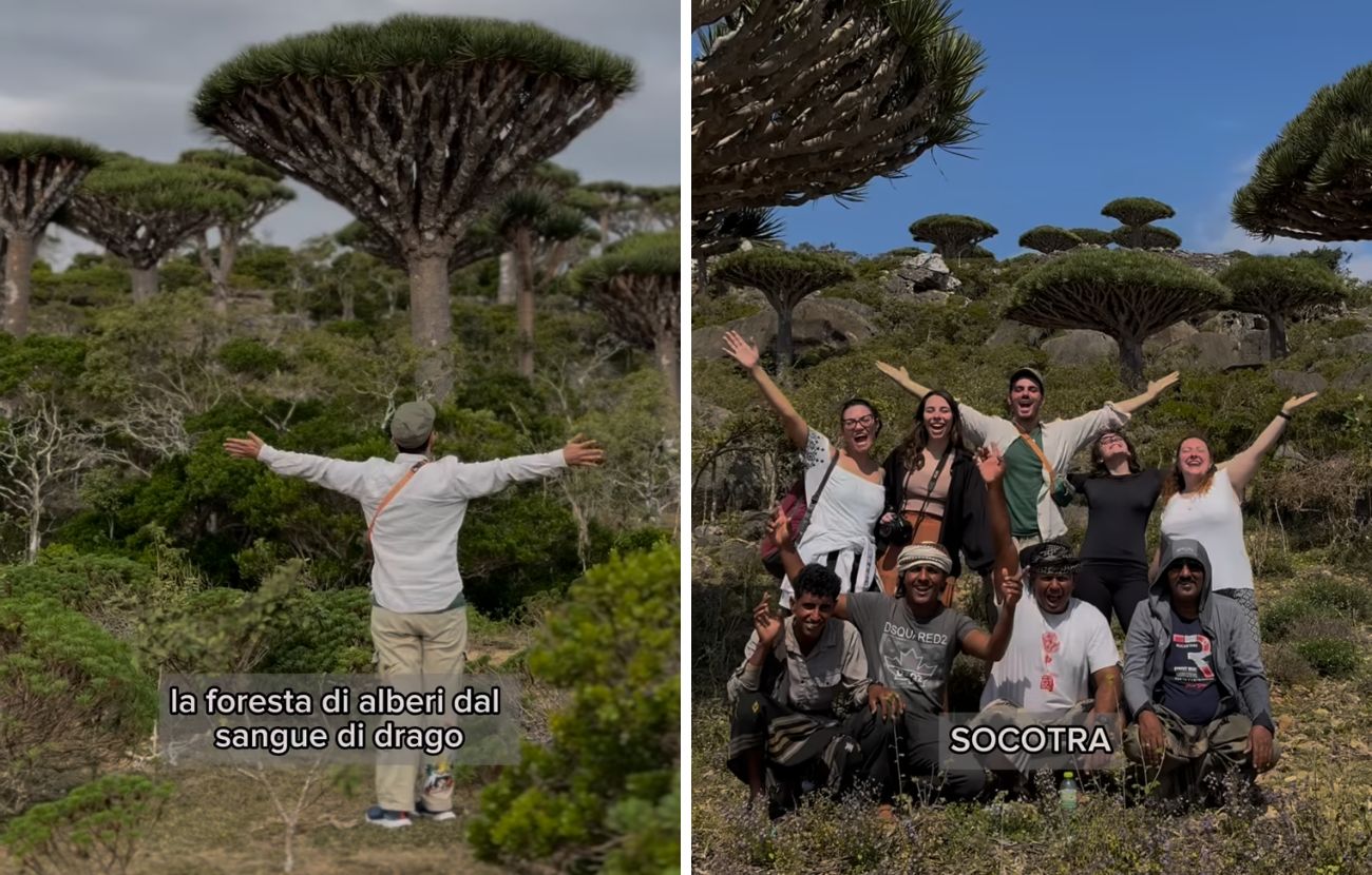Socotra, per via della sua vegetazione realmente unica al mondo, è considerata un luogo 'alieno'.