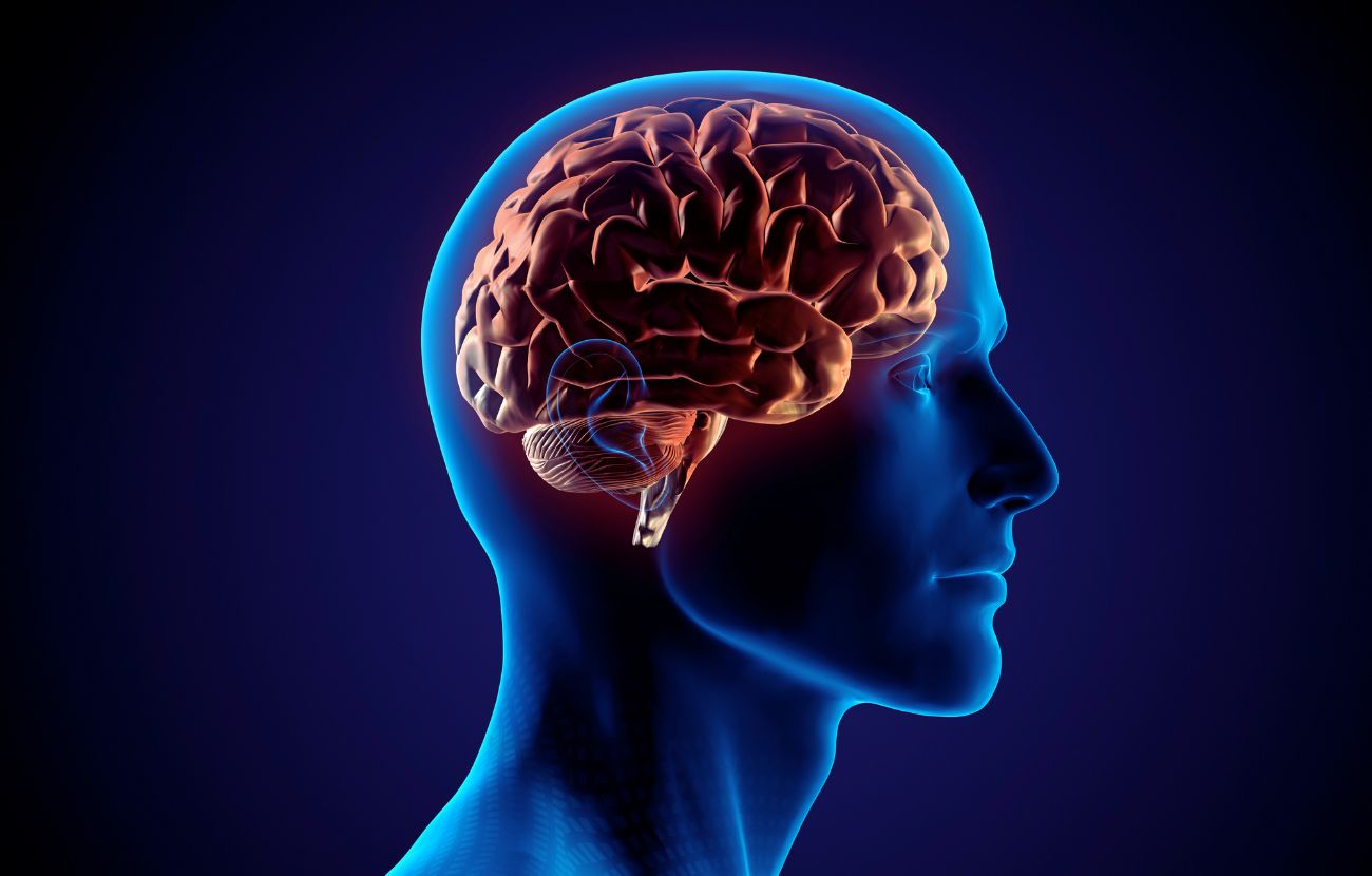 Il cervello umano è molto complesso e non è facile rispondere alla domanda su quando la nostra intelligenza raggiunga il picco, perché esistono diversi tipi di intelligenze.