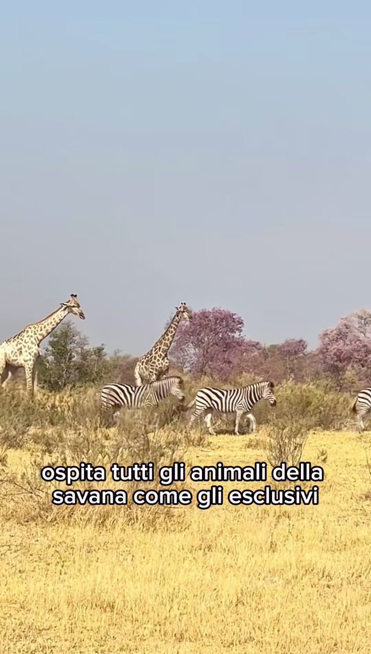 In Botswana si può effettuare uno dei safari più unici e intimi dell'Africa.