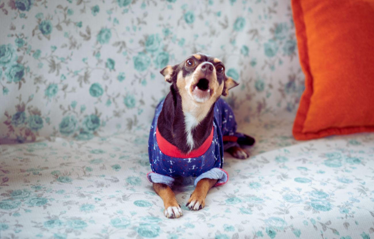 Un cane che abbaia. Foto stock.