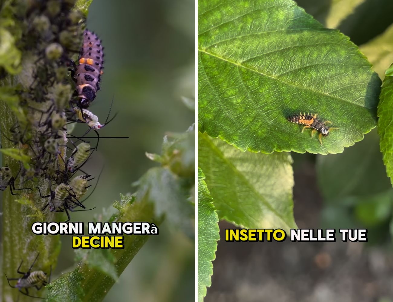 La larva di coccinella è un insetto importantissimo per il tuo giardino, dato che mangerà altri parassiti che, a differenza sua, sono dannosi.
