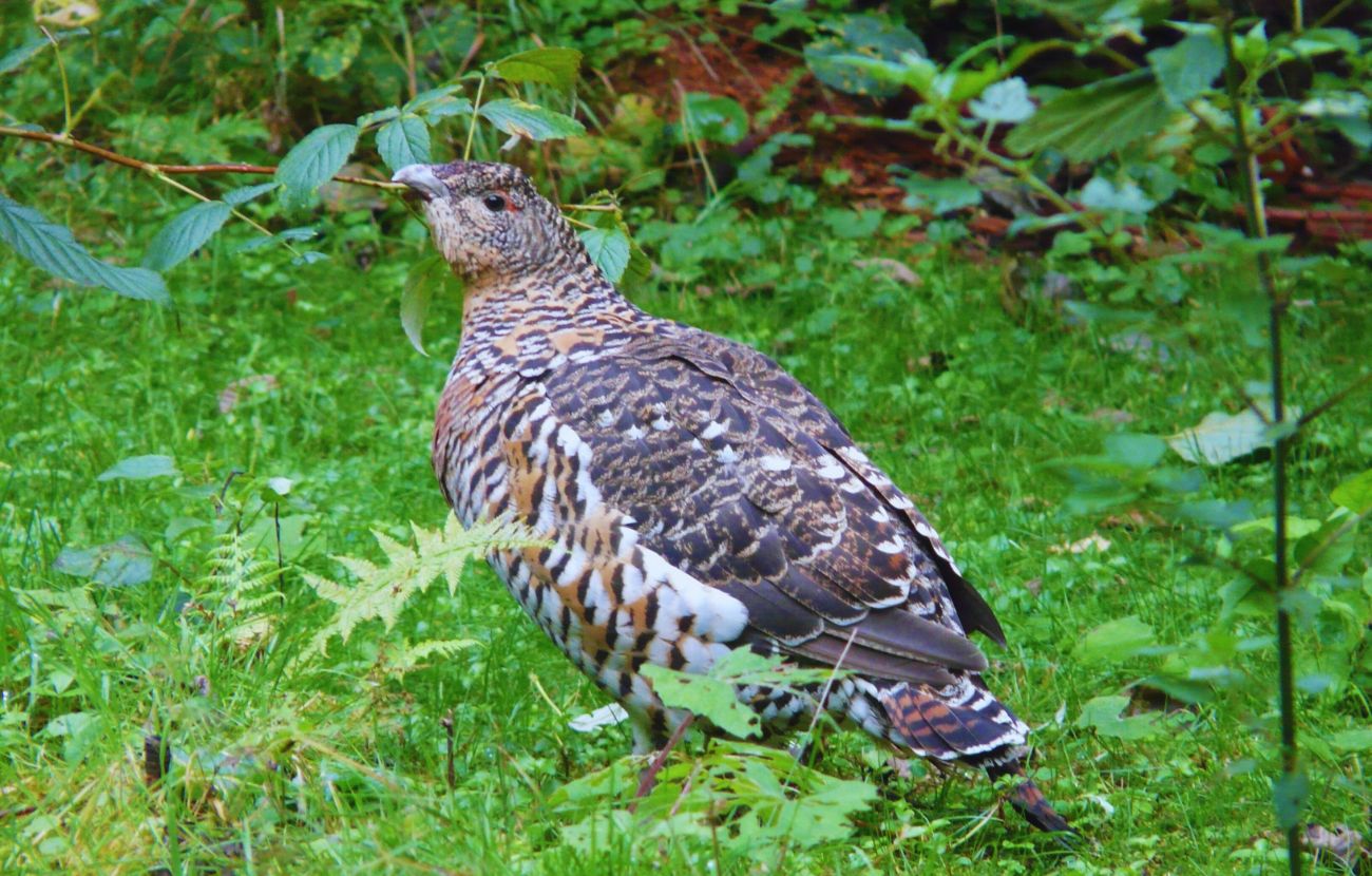 La gallina cedrina è la femmina del gallo cedrone ed è fertile per pochi mesi l'anno. Interrompere l'accoppiamento è severamente punito in Spagna.