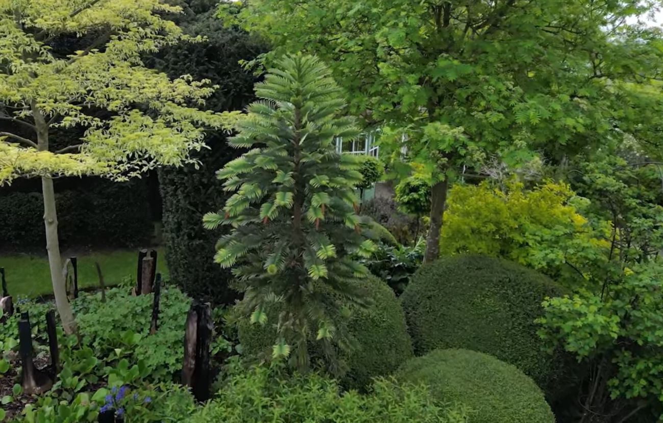 L'albero rarissimo coltivato dalla coppia inglese, i cui semi valgono una fortuna. Credits: SWNS - youtube.com