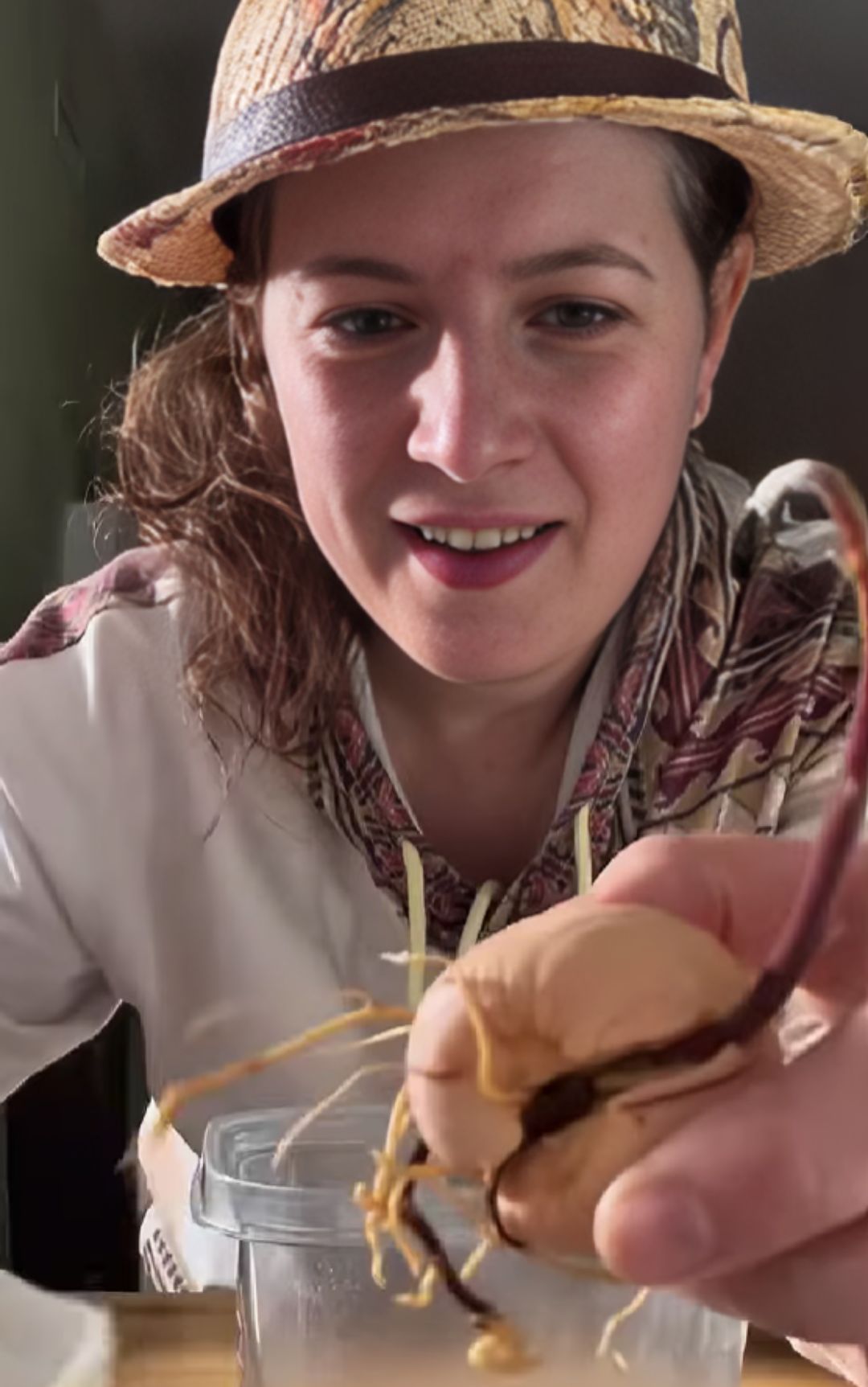 avocado piantina casa