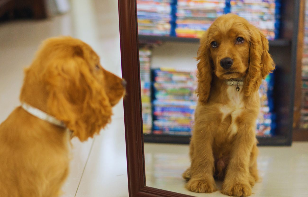I cani non si riconoscono allo specchio: più che alla vista, si affidano all'olfatto