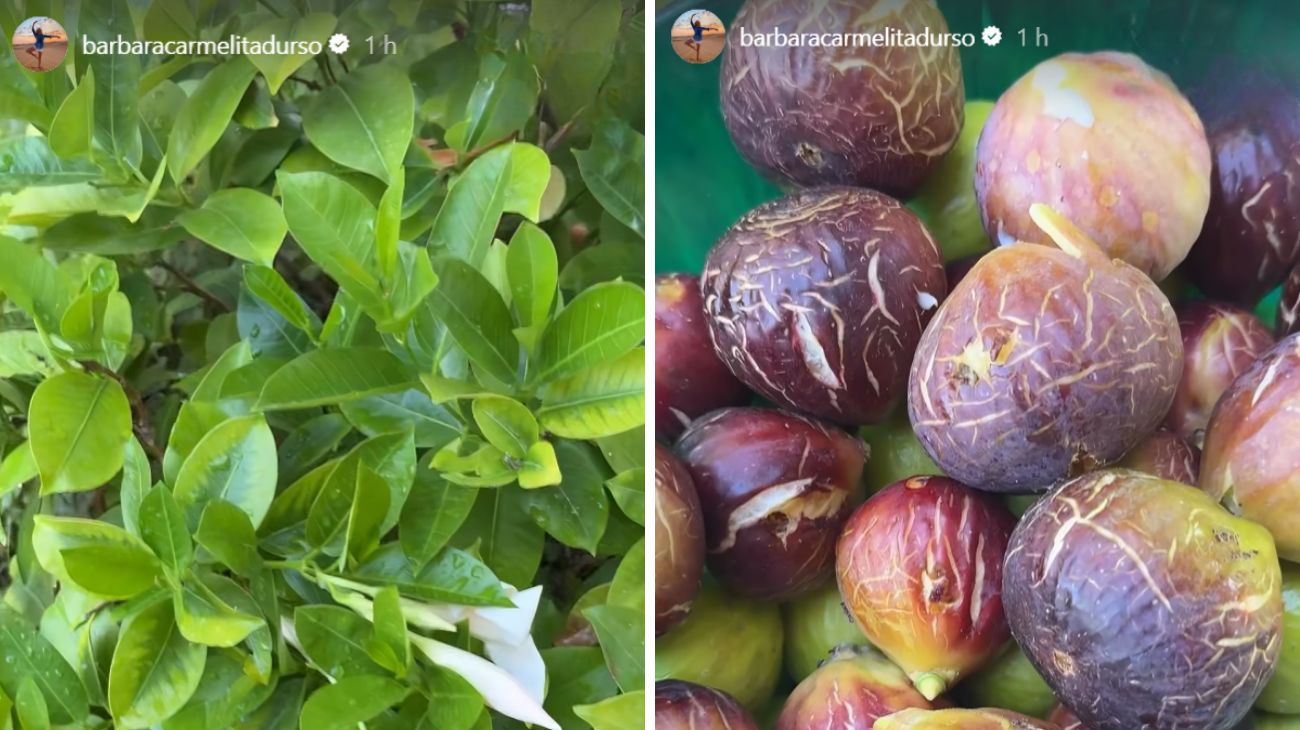 fichi barbara d'urso