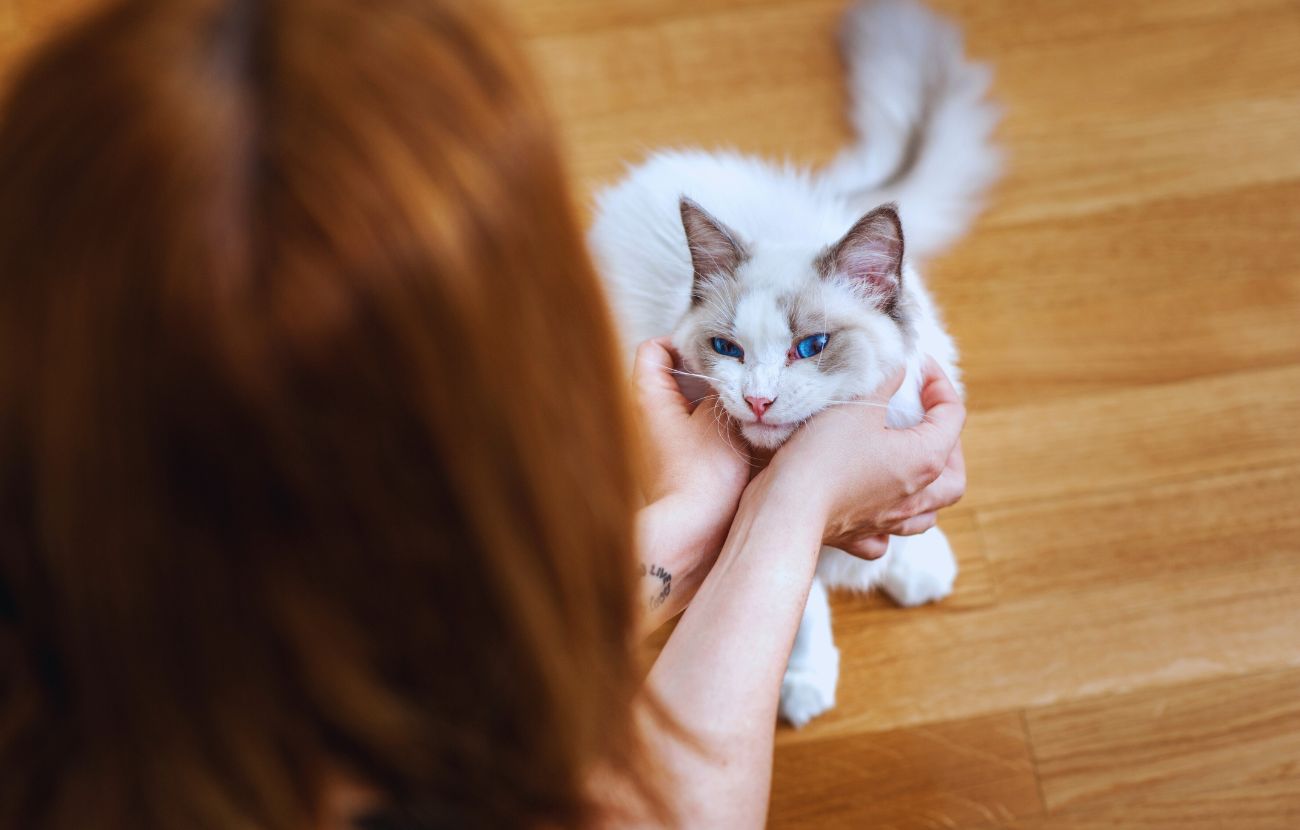 Un gatto si affeziona anche di un essere umano che sa rispettare i suoi spazi personali.