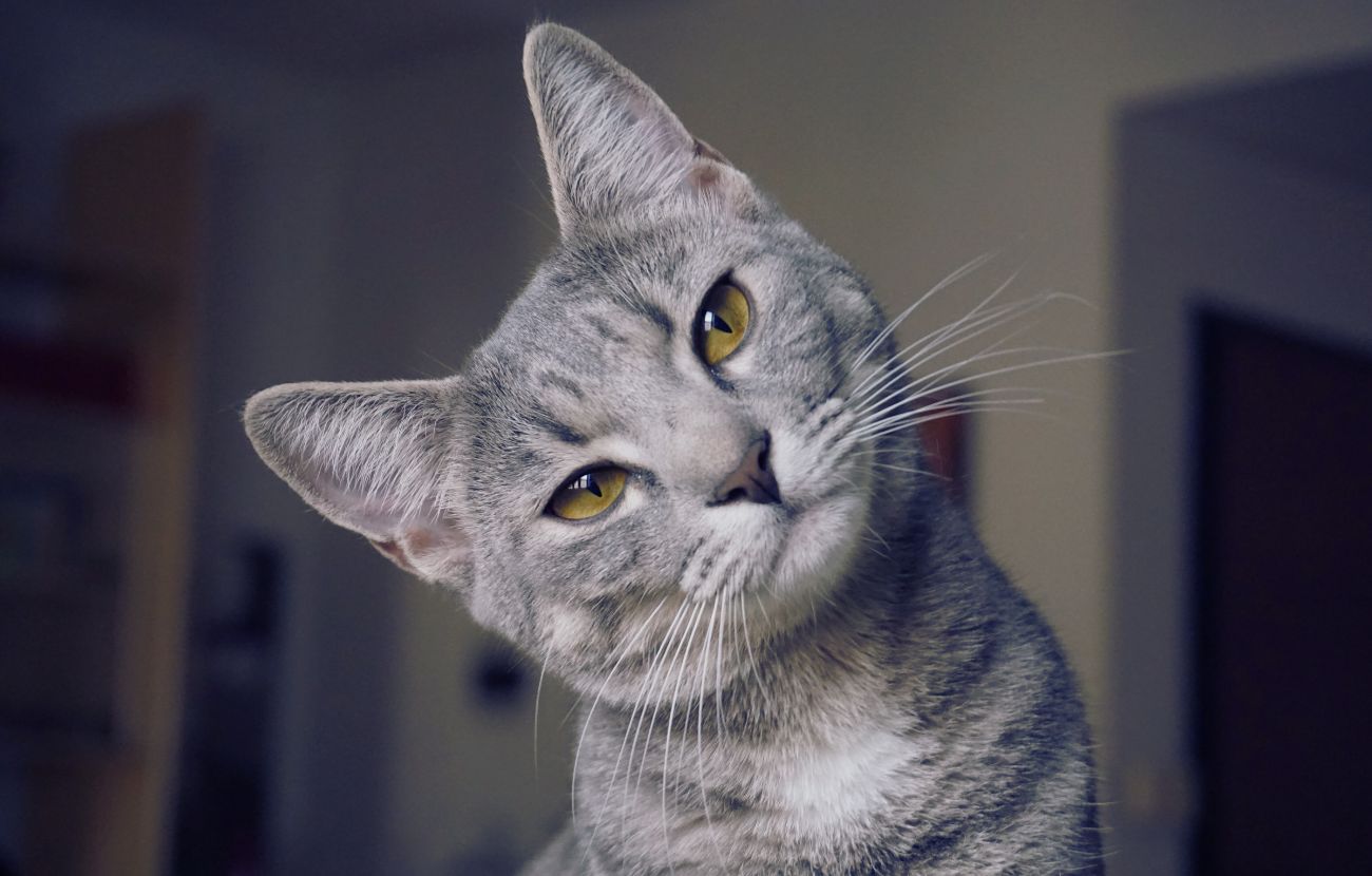 I gatti hanno il potere di riconoscere le persone cattive? La realtà è più sfumata.