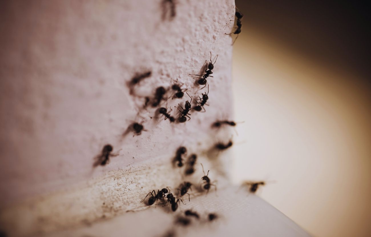 Per ogni essere umano vivente, c'è un miliardo di insetti. Sul serio.