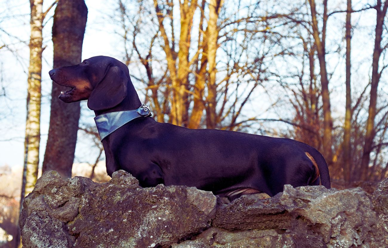 Un bassotto (foto stock)