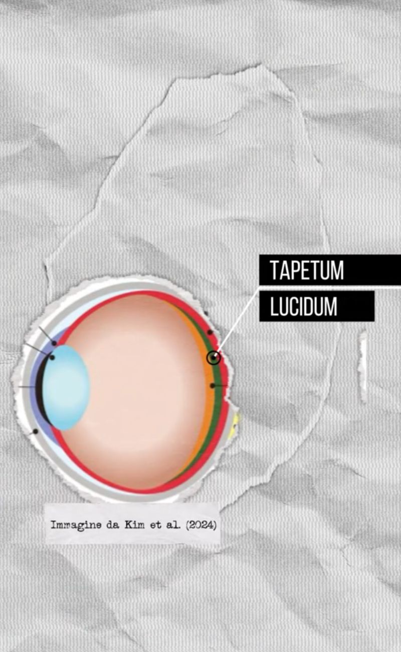 Il tapetum è un altro alleato per permettere ai gatti di vedere al buio