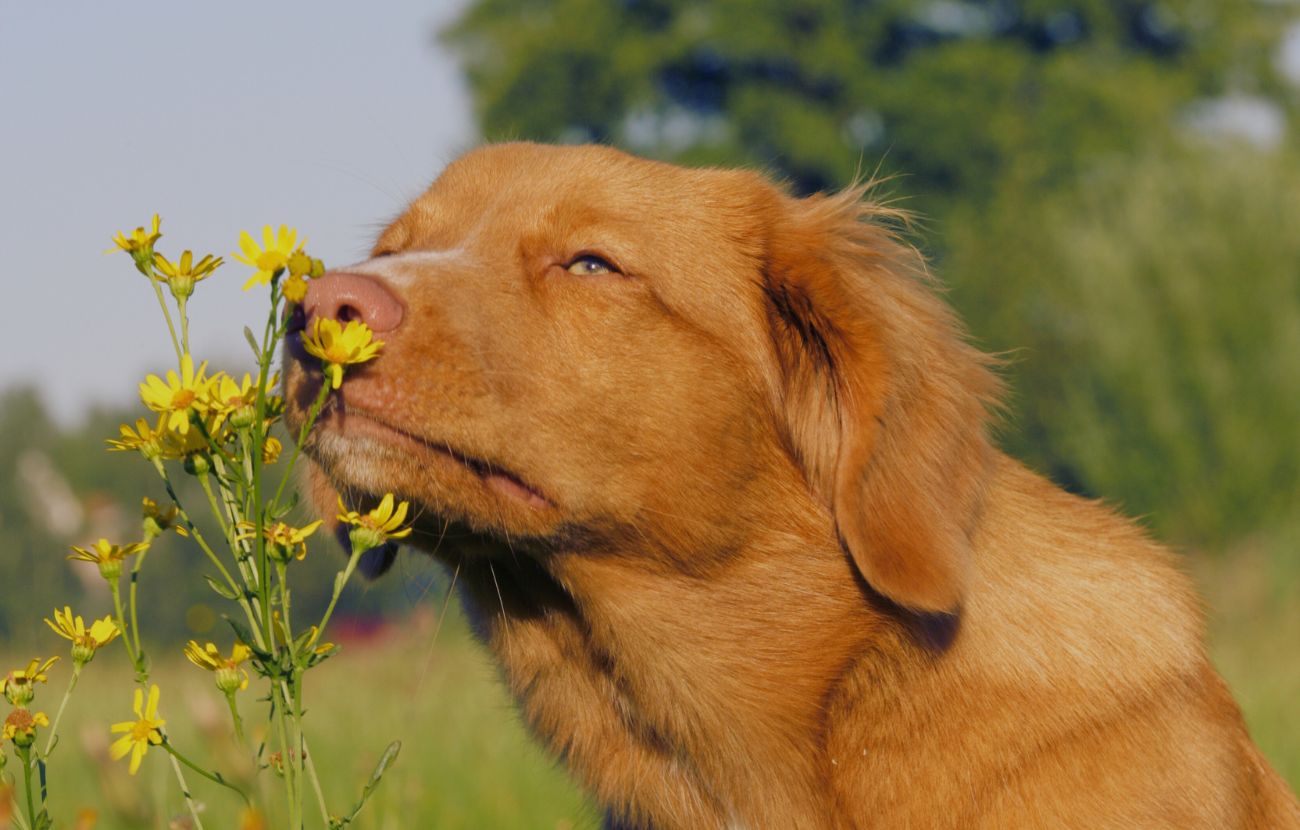 L'olfatto dei cani è talmente sviluppato che riescono a sentire immediatamente l'aumento di ossitocina, l'ormone della felicità che sprigioniamo quando li vediamo.