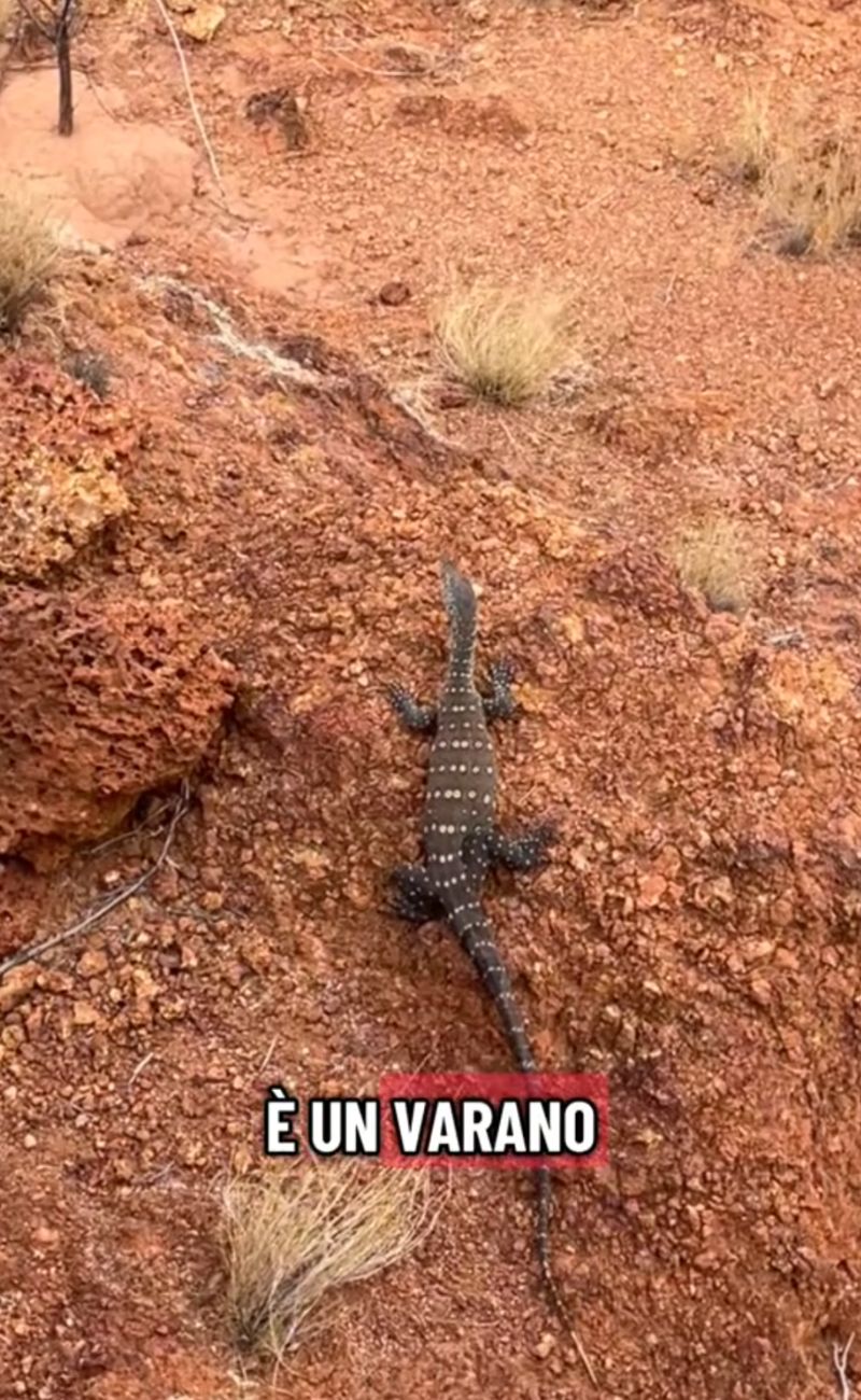 Il Goanna (varano) è una delle prelibatezze della dieta degli aborigeni australiani.