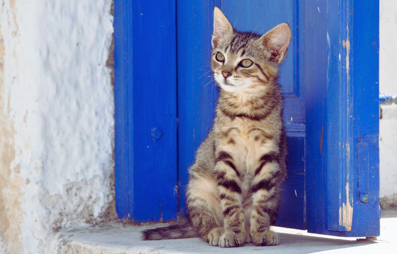 Un gatto randagio come tanti in Grecia