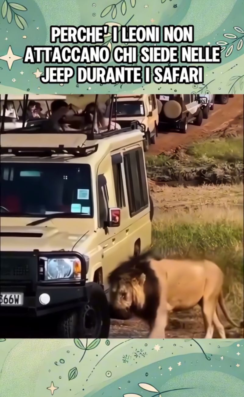 I leoni quasi sempre ignorano le Jeep piene di turisti. Credits immagine: Giuseppa Saluci - TikTok