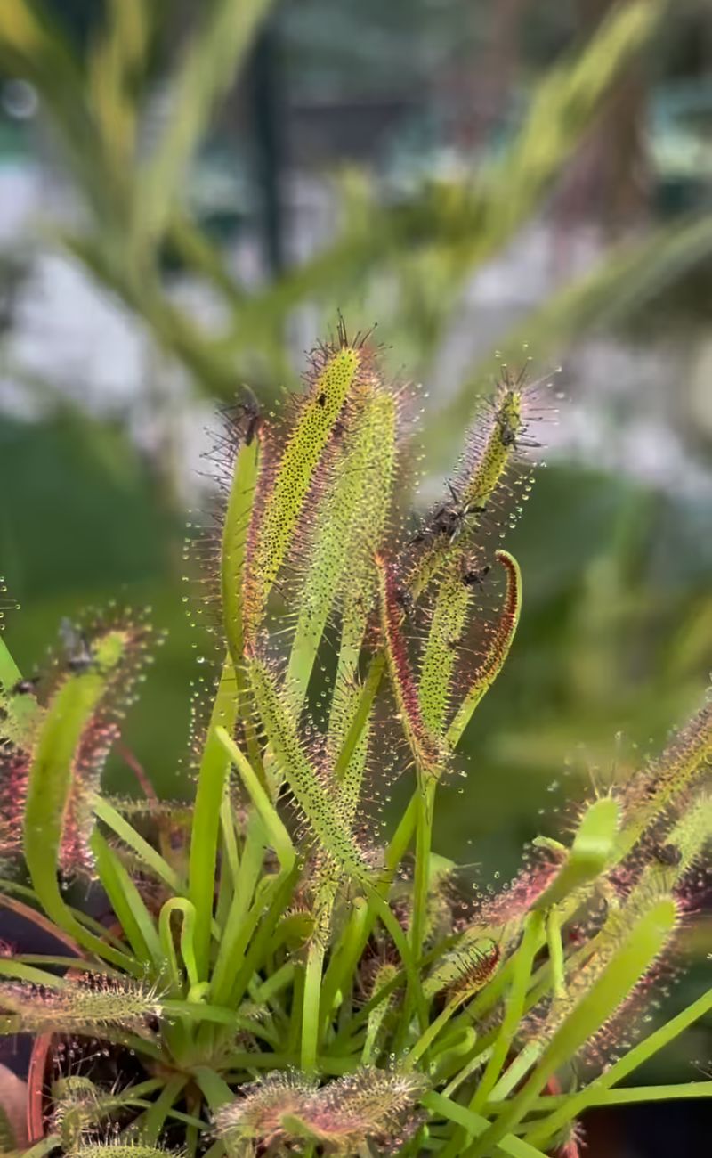 I fili della pianta hanno catturato decine di zanzare in poche ore.