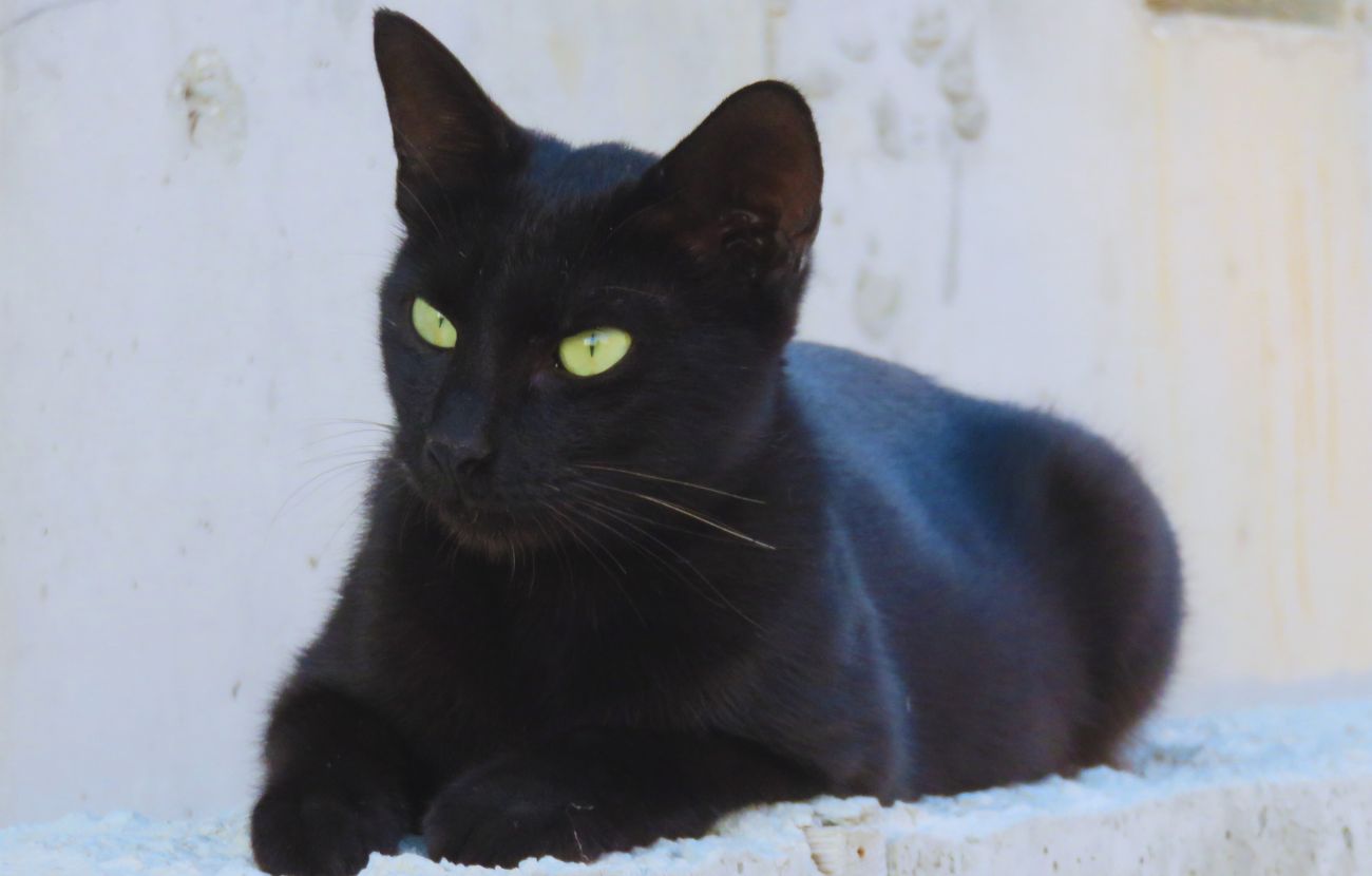 Aver eliminato decne di migliaia di gatti neri perché si credeva portassero sfortuna ha fatto sì che i ratti che portavano la peste bubbonica avessero vita più facile